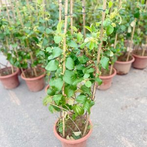 Cây giống táo Siêu quả