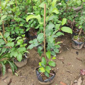 Cây giống Táo Thái Lan